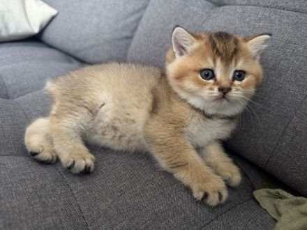BKH Kitten Golden shaded & weiß 🥰