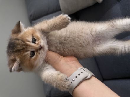 BKH Kitten Golden shaded & weiß 🥰