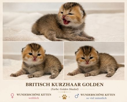 Reinrassige Britisch Kurzhaar Kitten sind bereit zur Reservierung🥰