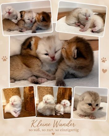 Reinrassige Britisch Kurzhaar Kitten sind bereit zur Reservierung🥰