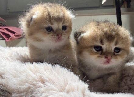 BKH Kitten 🥰