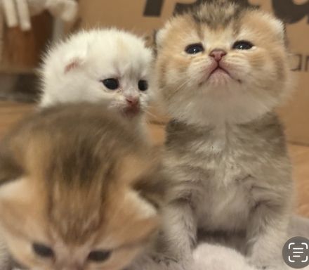 BKH Kitten 🥰