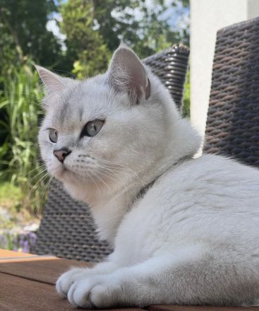 Britisch Kurzhaar Kitten sind bereit zur Reservierung🥰