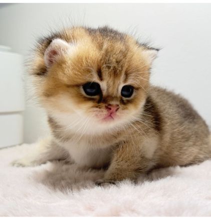 BKH Kitten Golden shaded & weiß 🥰