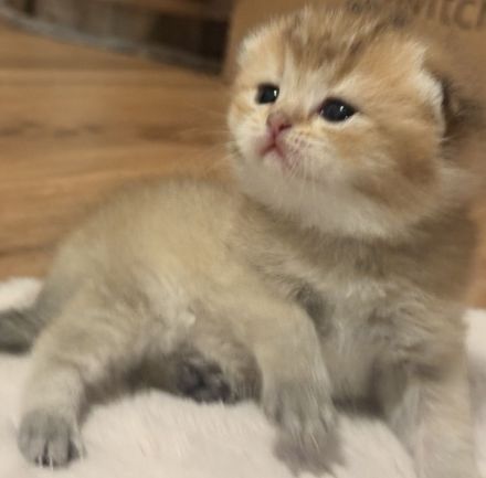BKH Kitten 🥰