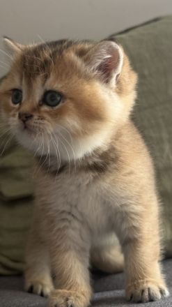 BKH Kitten Golden shaded & weiß 🥰