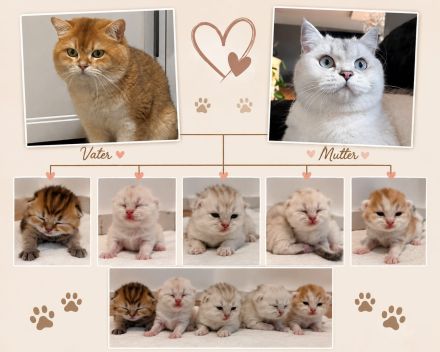 Reinrassige Britisch Kurzhaar Kitten sind bereit zur Reservierung🥰
