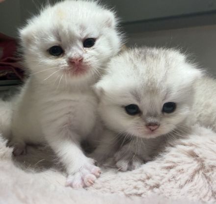 BKH Kitten 🥰