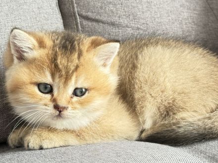 BKH Kitten Golden shaded & weiß 🥰