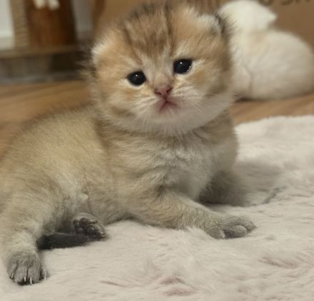 BKH Kitten 🥰