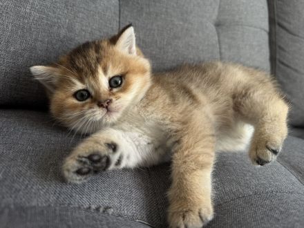 BKH Kitten Golden shaded & weiß 🥰