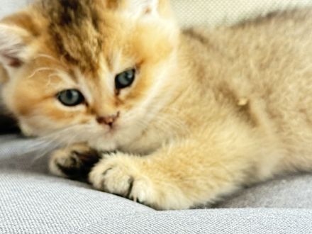 BKH Kitten Golden shaded & weiß 🥰