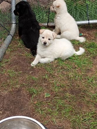 Husky Schäferhund Labrador Welpen suchen liebevolles Zuhause