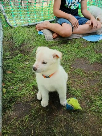 Husky Schäferhund Labrador Welpen suchen liebevolles Zuhause