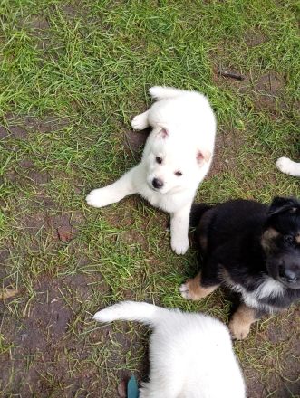 Husky Schäferhund Labrador Welpen suchen liebevolles Zuhause
