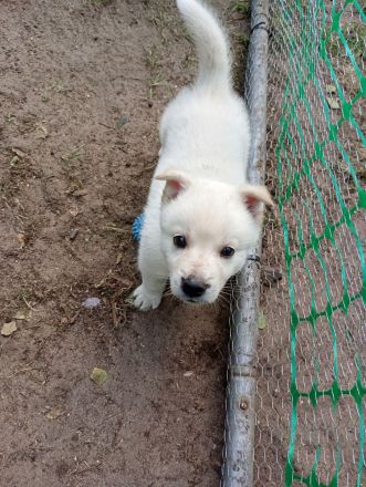 Husky Schäferhund Labrador Welpen suchen liebevolles Zuhause