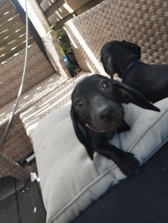 Dackel Welpen suchen ein neues Zuhause