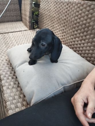 Dackel Welpen suchen ein neues Zuhause