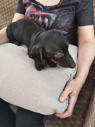 Dackel Welpen suchen ein neues Zuhause