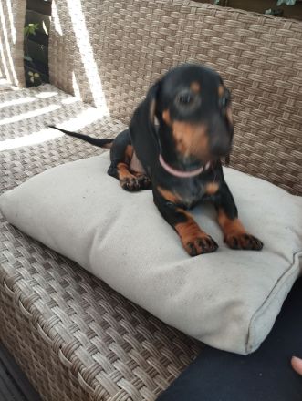 Dackel Welpen suchen ein neues Zuhause