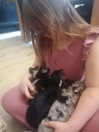 Chihuahua Welpe sucht noch