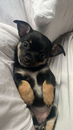 Chihuahua Welpe sucht noch