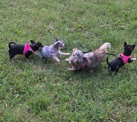 Chihuahua Welpe sucht noch