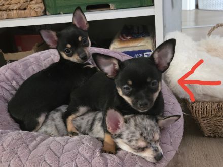 Chihuahua Welpe sucht noch