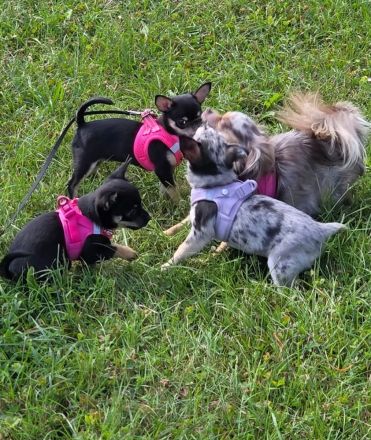 Chihuahua Welpe sucht noch