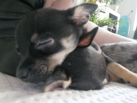 Chihuahua Welpe sucht noch