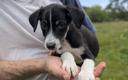 Kleiner tapferer Bexley sucht Familienanschluss