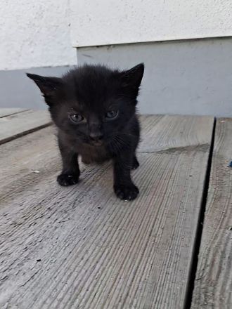 Kleine Babykatzen suchen zuhause