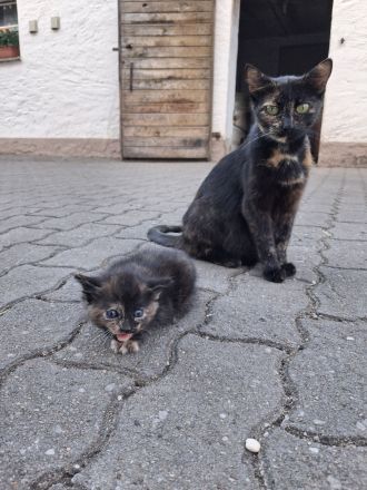 Kleine Babykatzen suchen zuhause