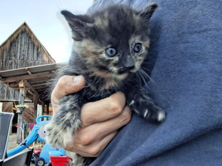 Kleine Babykatzen suchen zuhause