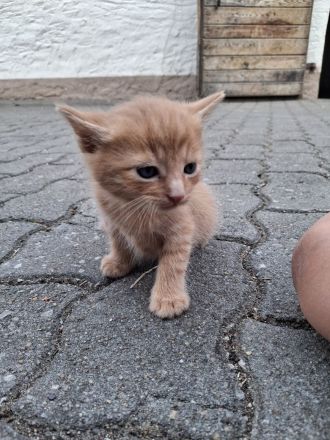 Kleine Babykatzen suchen zuhause