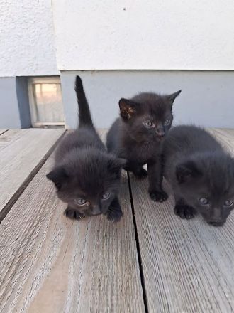Kleine Babykatzen suchen zuhause