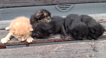Kleine Babykatzen suchen zuhause