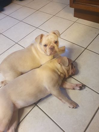 Französische Bulldogge Welpe