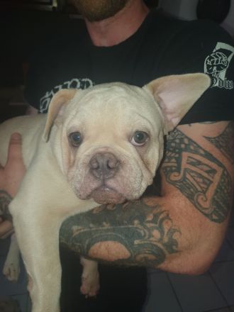 Französische Bulldogge Welpe