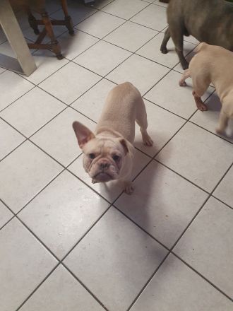 Französische Bulldogge Welpe