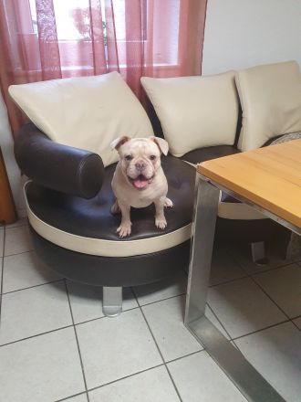 Französische Bulldogge Welpe
