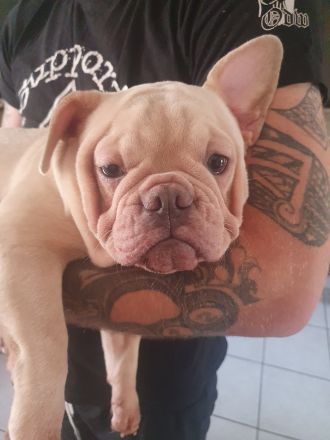 Französische Bulldogge Welpe