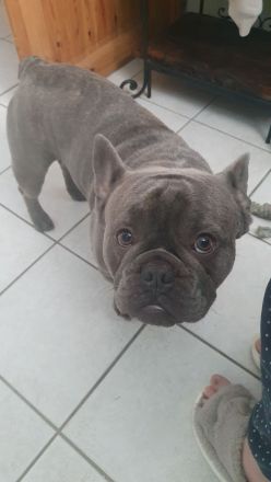 Französische Bulldogge rüde