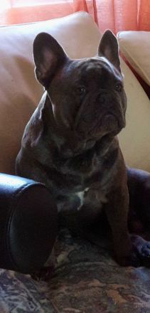 Französische Bulldogge rüde