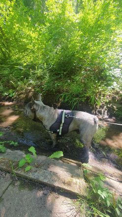 Französische Bulldogge rüde