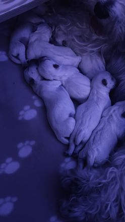 Es gibt noch  einen Rüden!West Highland White Terrier Welpen Einmaliger Wurf erwartet