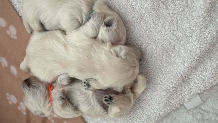 Es gibt noch  einen Rüden!West Highland White Terrier Welpen Einmaliger Wurf erwartet