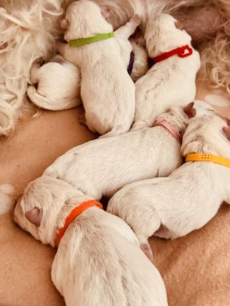 Es gibt noch  einen Rüden!West Highland White Terrier Welpen Einmaliger Wurf erwartet