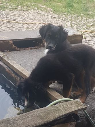 Berner Sheperds vom Lindenhof ( Hybridhunderasse F1)