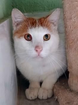 River, FIV und FelV positiv
